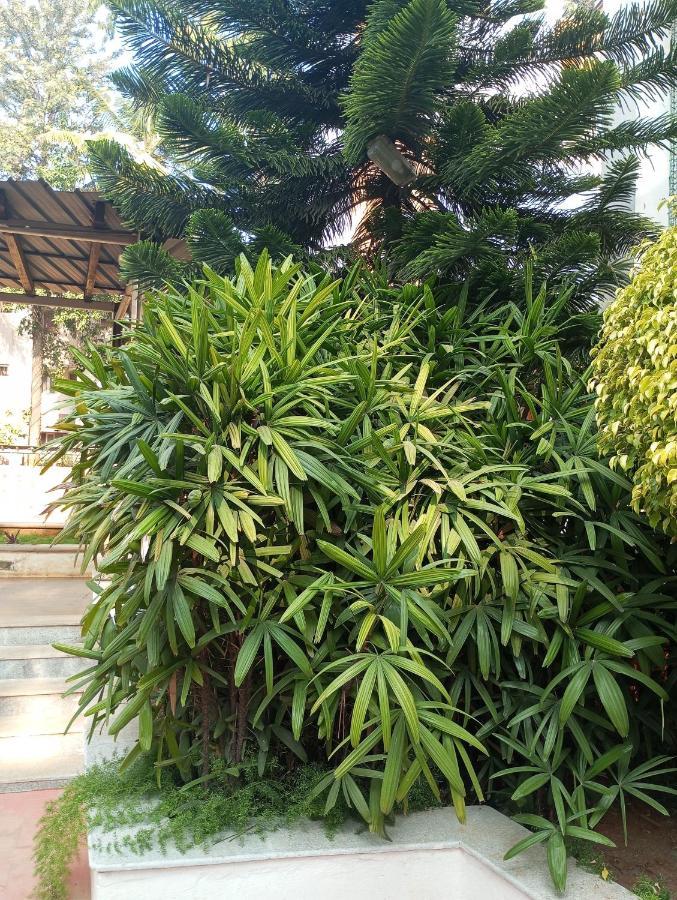 Amazistay Offers Luxury With Private Bathroom, Balcony & 55 Inch Tv & Shared Jacuzzi Paid Access, Book Lover, Near Ramaiah College Hospital Bangalore